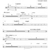 Amor Perdido (lost love) - Solo Flute | Harp | Percussion | Strings - Image 5